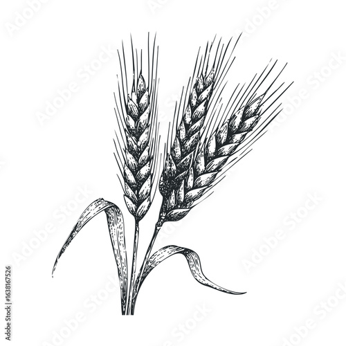 Wheat plant illustrating agricultural growth and abundance