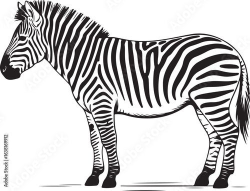 Drawn Vector Illustration of a Standing Zebra with Distinct Stripes, Retro Black and White