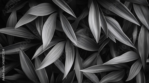 Black and white organic abstract patterns with soft flowing lines creating natural movement