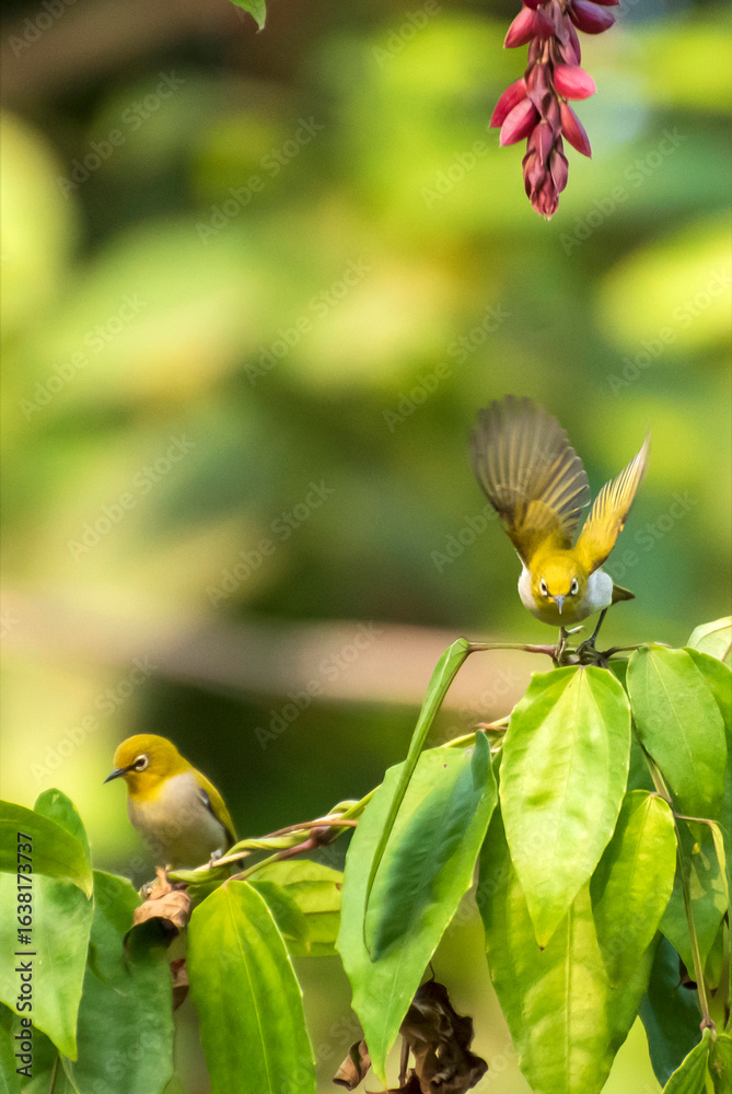 sundirds going to fly from tree branch sundirds going to fly from tree branch