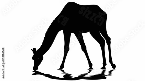 Silhouette of a giraffe drinking water with reflection in black and white simple design illustration art
