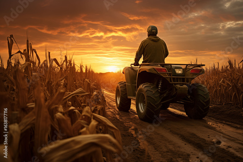 Farmer drives ATV through corn field at sunset.