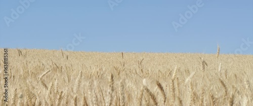 Triticum plant crops and blue sky 4K scope video