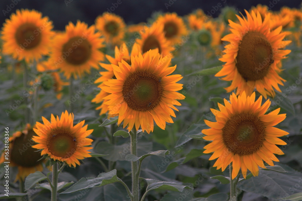 Fototapeta premium closeup sunflowers in the field
