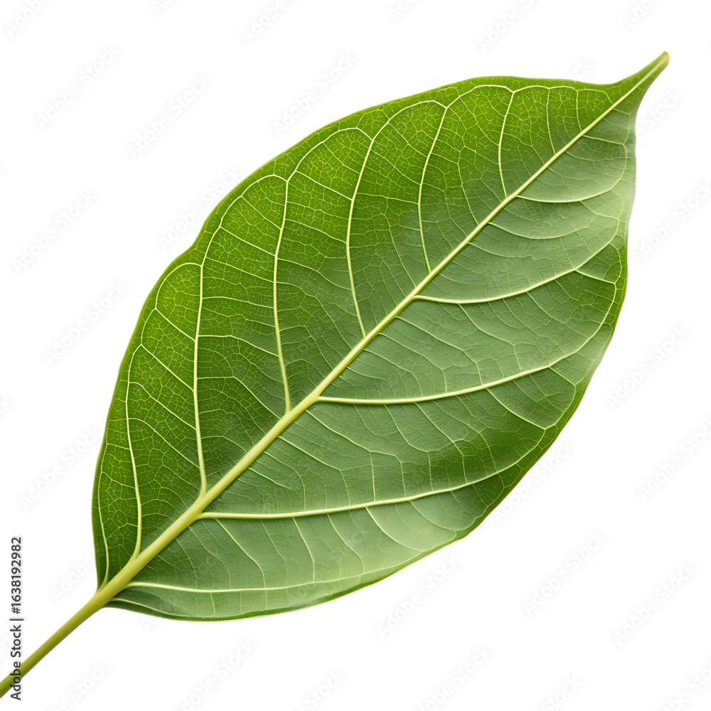 Obraz premium Green leaf isolated on a transparent background 