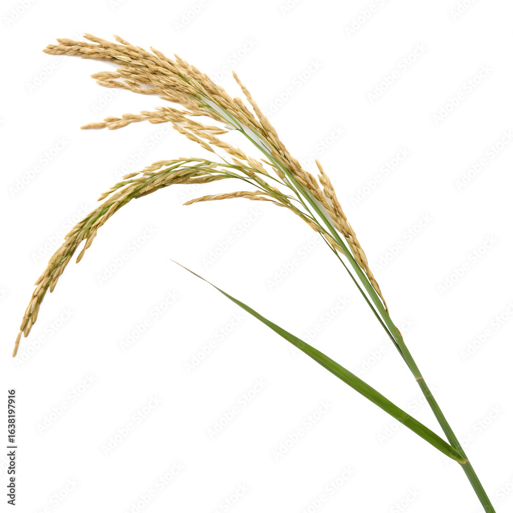 Ears isolated on a transparent background
Ears isolated on a transparent background