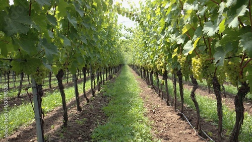 Vineyard rows lined with green grape clusters showcasing lush growth during a sunny afternoon in late summer