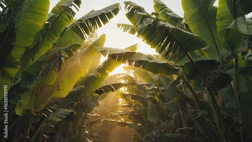 Sunlight filters through lush banana leaves in a tropical jungle during late afternoon glow