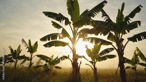 Sunrise over banana grove with silhouetted trees against a bright sky in a tranquil rural landscape