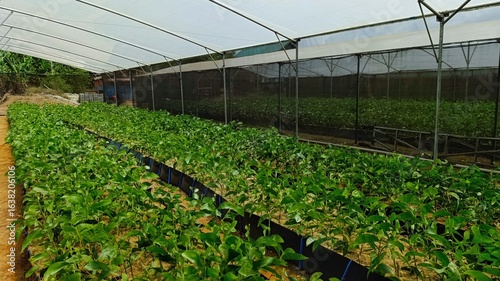 Industrial forest nursery with acacia and eucalyptus seedlings, lush green backdrop showcasing organized and healthy growth.