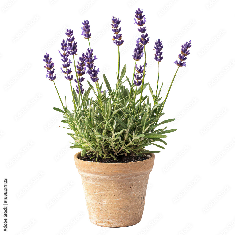 Fototapeta premium A lavender plant, thriving in the warm sun. full length isolate on transparent background