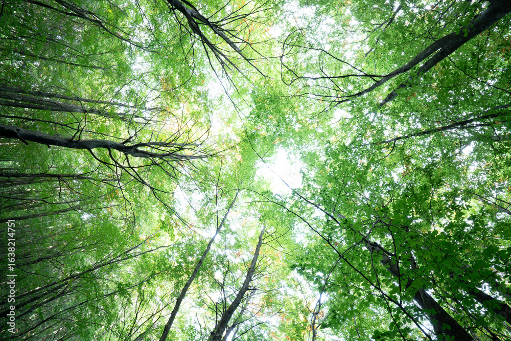 Fototapeta premium bosques verdes