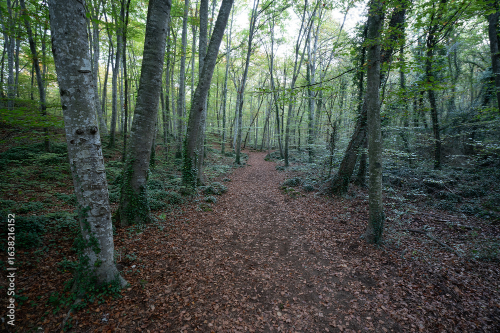 Obraz premium bosques verdes