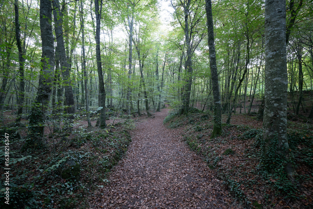 Fototapeta premium bosque frondoso