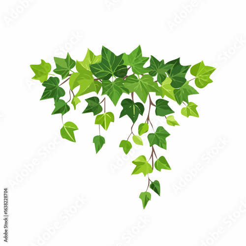 Green climbing ivy creeper branch isolated on white background. Hedera vine botanical design element. Vector illustration of hanging or wall climbing