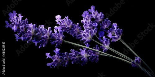 Close up of vibrant purple lavender flower sprigs against a stark black background