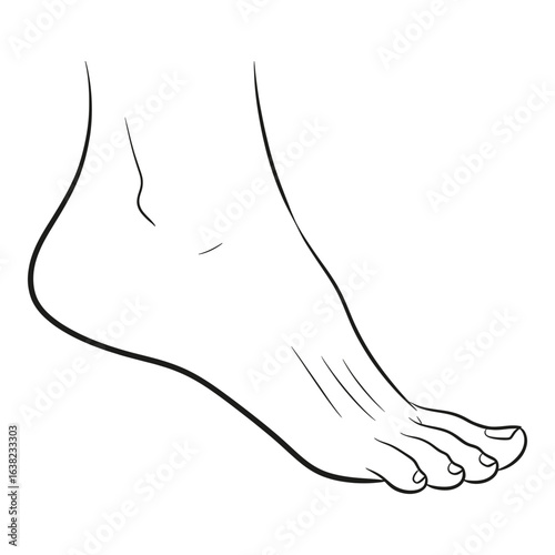 Elegant Foot Illustration Detailed Line Art for Medical or Podiatry Presentations and Anatomical Studies Aesthetic Design