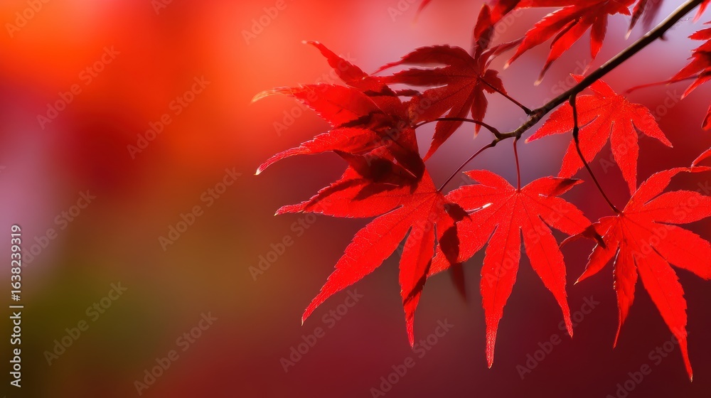 Fototapeta premium Vibrant red maple leaves glistening in the sunlight against a blurred autumn backdrop