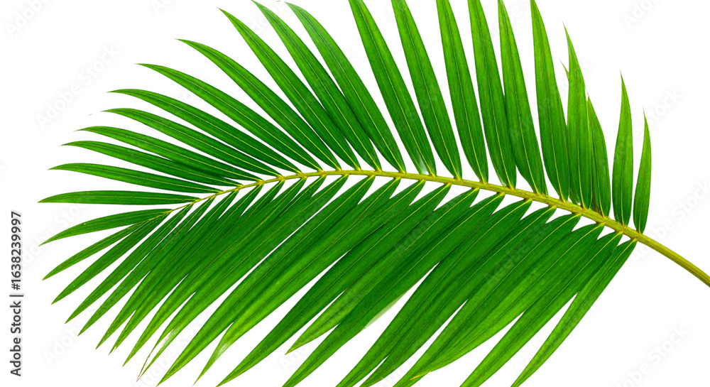Obraz premium green palm leaf