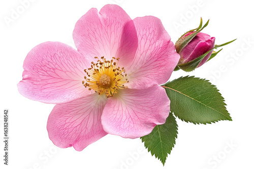 Delicate pink wild rose blossom with bud and green leaves isolated on transparent background