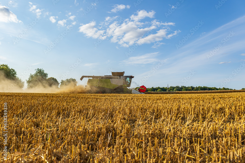 Fototapeta premium A combine harvester moves through expansive golden fields, harvesting crops as dust rises against a backdrop of blue skies and distant trees