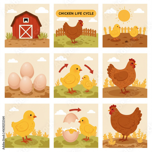 Chicken Life Cycle Vector Illustration Featuring Egg, Hatching Chick, Young Chicken, And Adult Hen In A Circular Arrangement, Flat Modern Farm Style