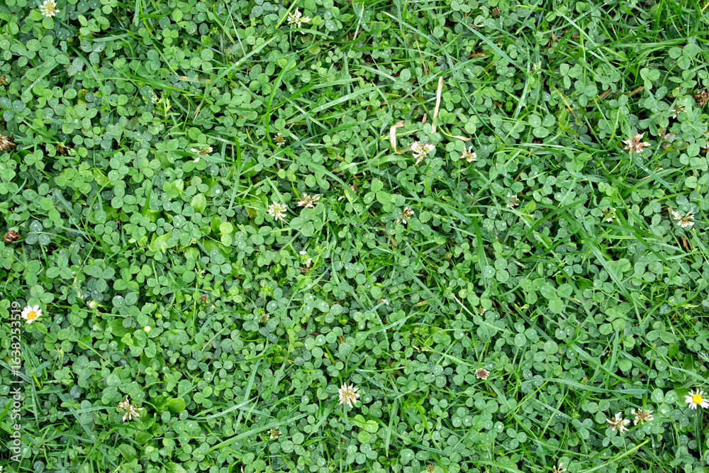 Obraz premium Green grass texture. Field of green grass, a lawn in spring. Background of color grass. Nature Wallpaper.