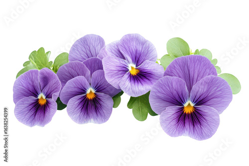 Delicate purple pansy flowers with green leaves arranged beautifully isolated on transparent background