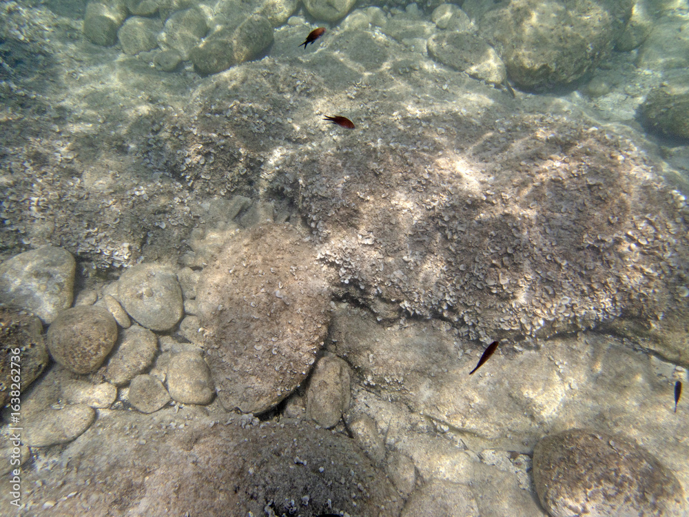 Fototapeta premium Fondale marino Ognina di Siracusa