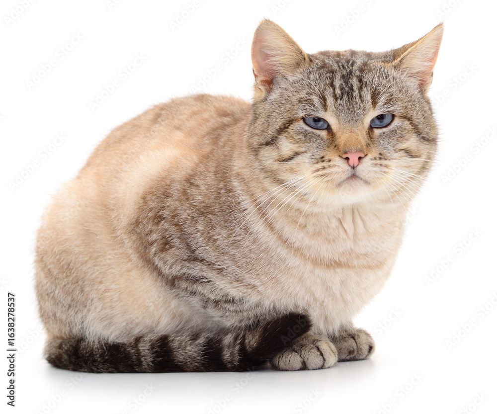 Fototapeta premium Blue-eyed domestic cat sitting on white background