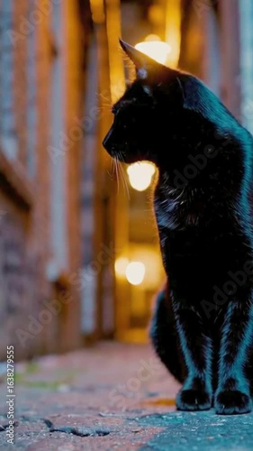 Halloween Black Cat Lurking at Night