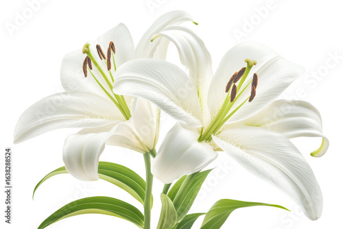 Elegant white lilies bloom with delicate petals and green stems isolated on transparent background