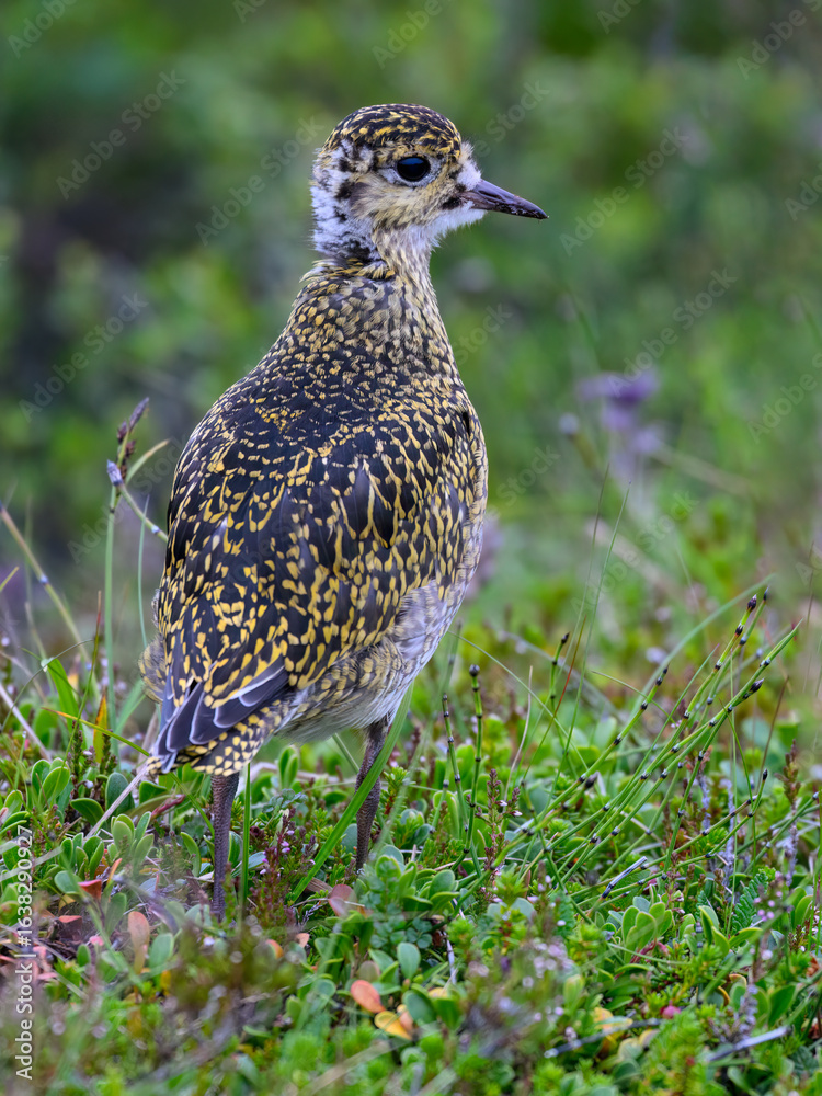 Juvenile European Golden-Plover foraging in Green Vegetation Juvenile European Golden-Plover foraging in Green Vegetation