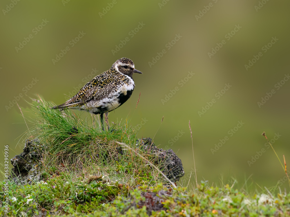 Fototapeta premium European Golden-Plover Standing on Green Mossy Rock