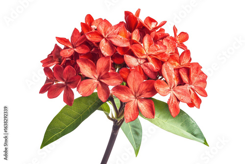 Vibrant cluster of delicate red ixora flowers with green leaves isolated on transparent background