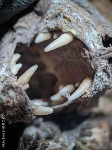 The mummified skull of a dead cat 