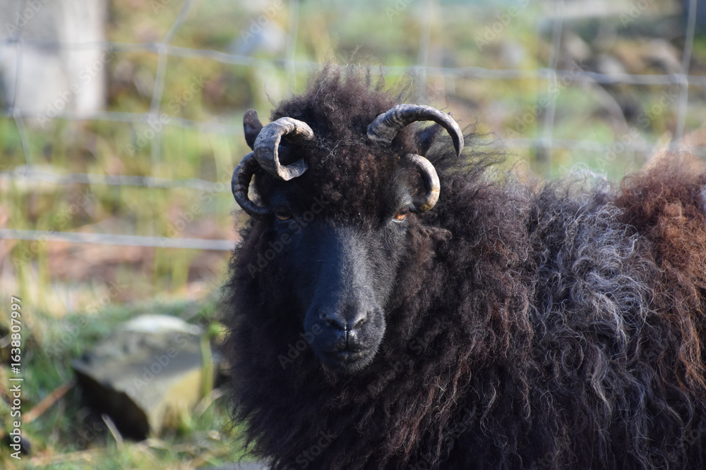 Fototapeta premium Fluffy Black Hebriddean Sheep in the Western Isles