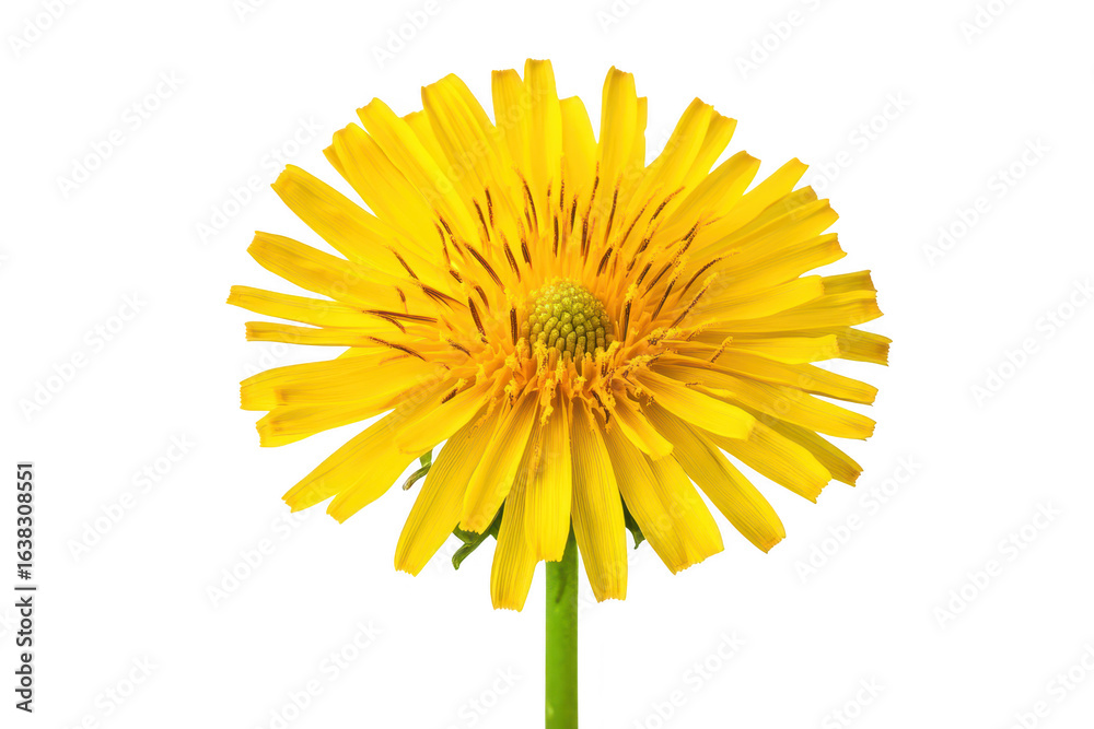 Naklejka premium Vibrant yellow dandelion flower with green stem isolated on transparent background