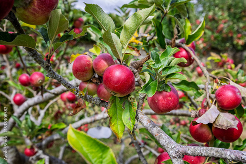Cluster of ripe red apples growing on apple tree in Orchard in Lacock, Wiltshire, UK on 9 August 2025