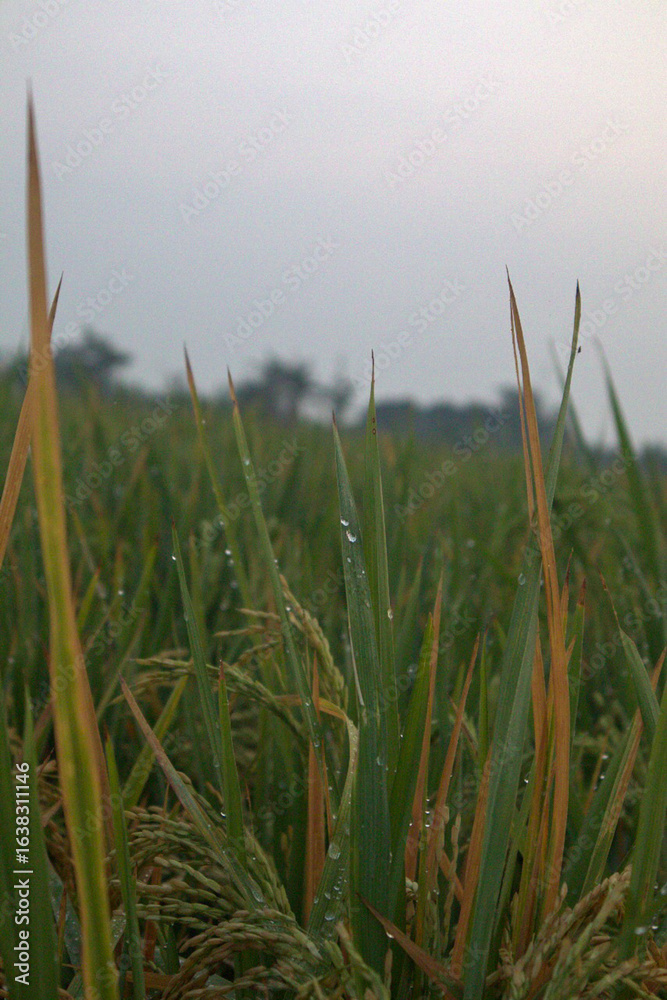 Fototapeta premium Dewy rice field wallpaper background in the afternoon, poster elements of feed development or social issues, high quality photos