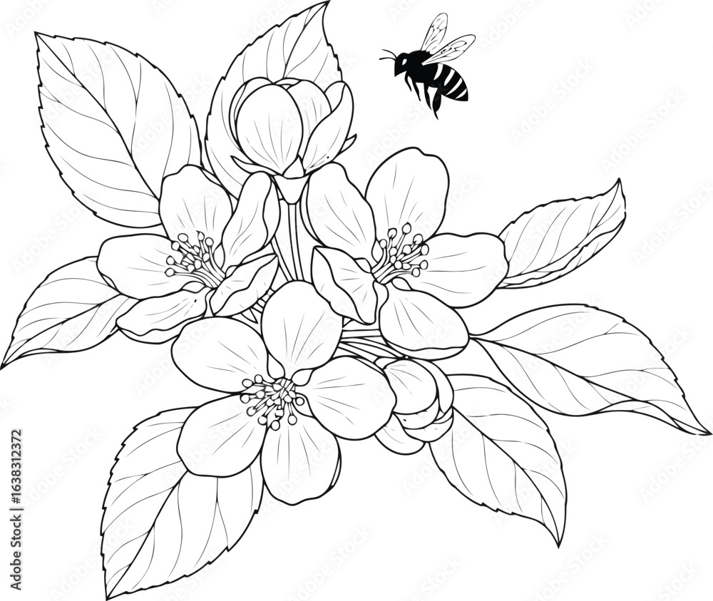 Fototapeta premium Black and white drawing of apple blossoms with a bee, isolated on white background