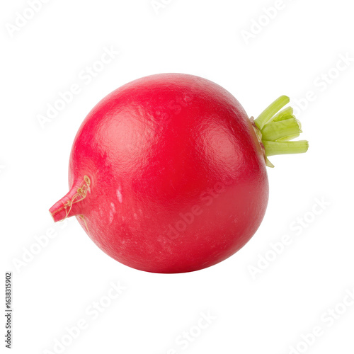 Close up view of single freshly picked red radish against dark background