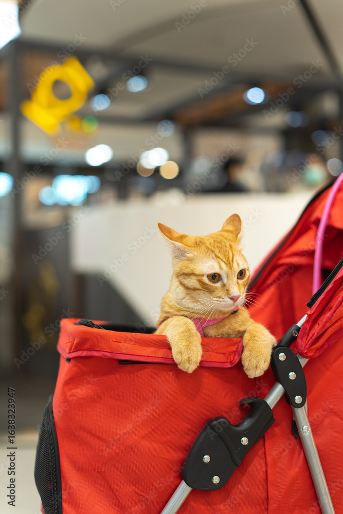 Naklejka premium Curious orange cat enjoys day out in comfortable pet stroller at friendly shopping mall. pampered pet looks around with calm interest from its red carrier
