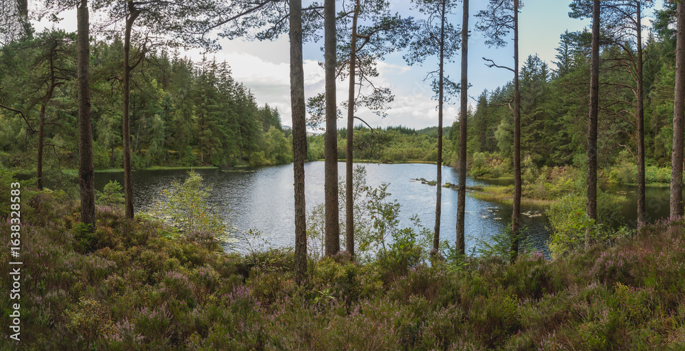 Obraz premium lake in the forest