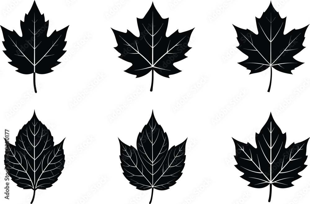 Obraz premium autumn leaf single vector illustration black silhouette white background