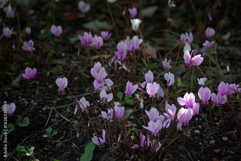 Fototapeta premium Cyclamen en sous-bois au printemps