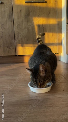 Domestic tabby cat approaches a bowl of food and start eating, bright sunlight falls on the floor and on the cat. 