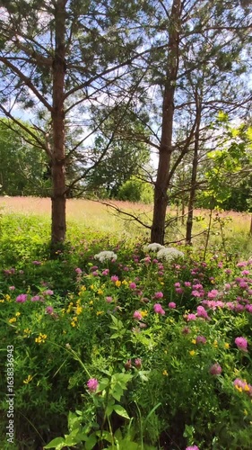 Wallpaper Mural Wild rural landscape with flowering clover and young pine trees. Torontodigital.ca