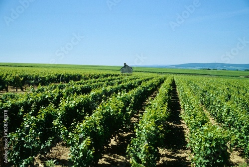 Agricoltura nella valle della Loira . Francia 
campi con enormi vigneti  e produzione di vin di alta qualità e prestigio .