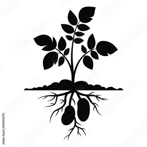 Potato plant silhouette with stem leaves and root tubers agriculture and gardening isolated black and white vector